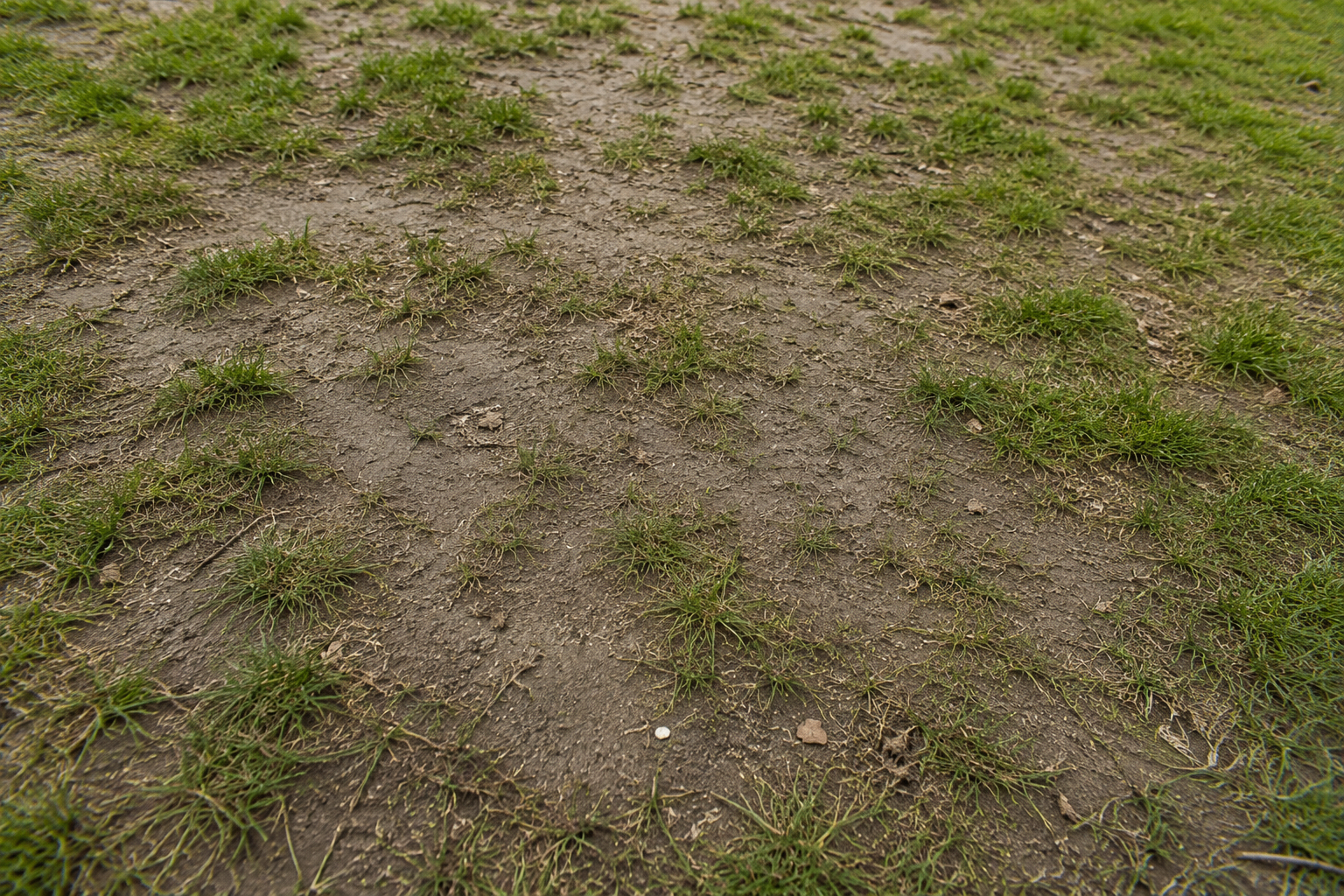 Compacted, hard soil with sparse grass