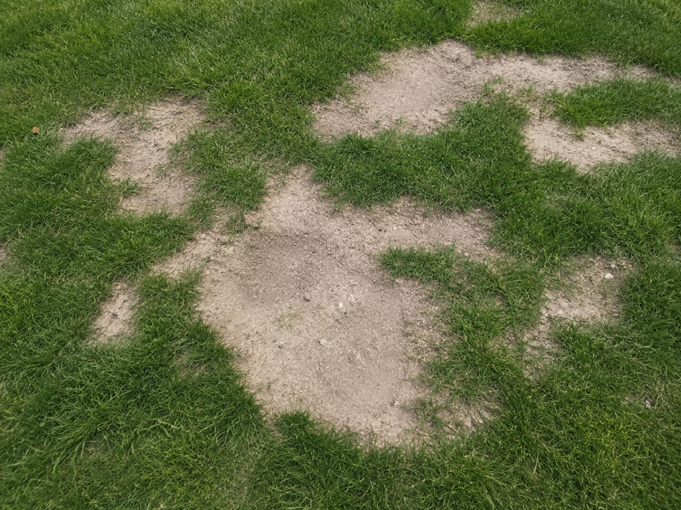 Bare patch of soil surrounded by lawn grass