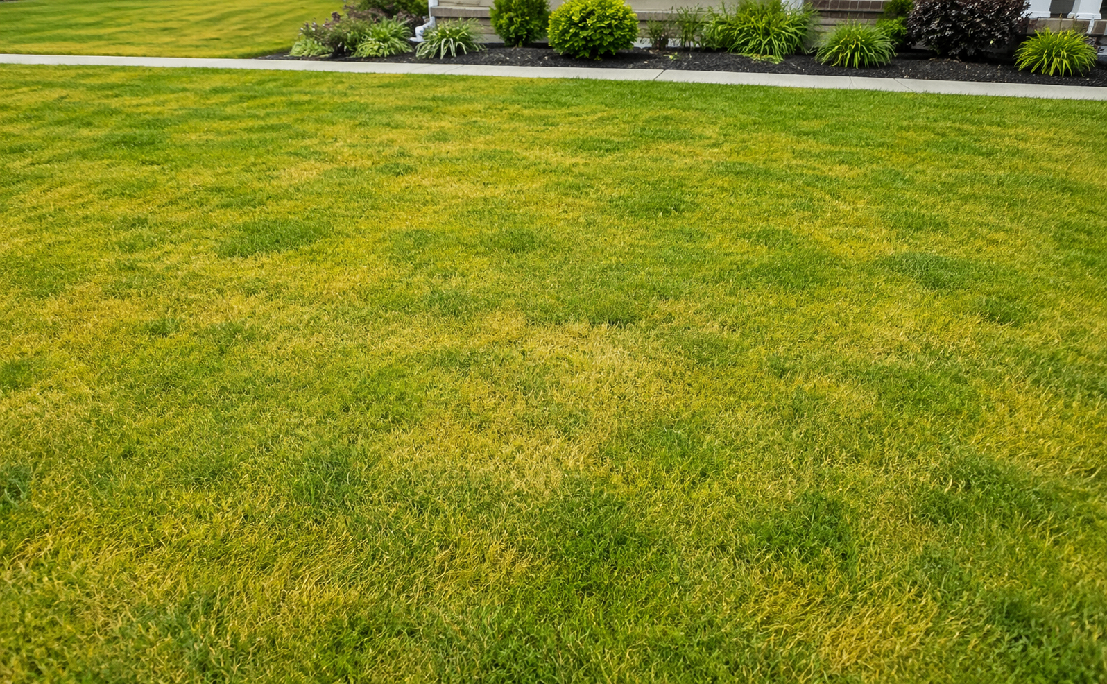 Pale, yellow-green lawn showing poor color