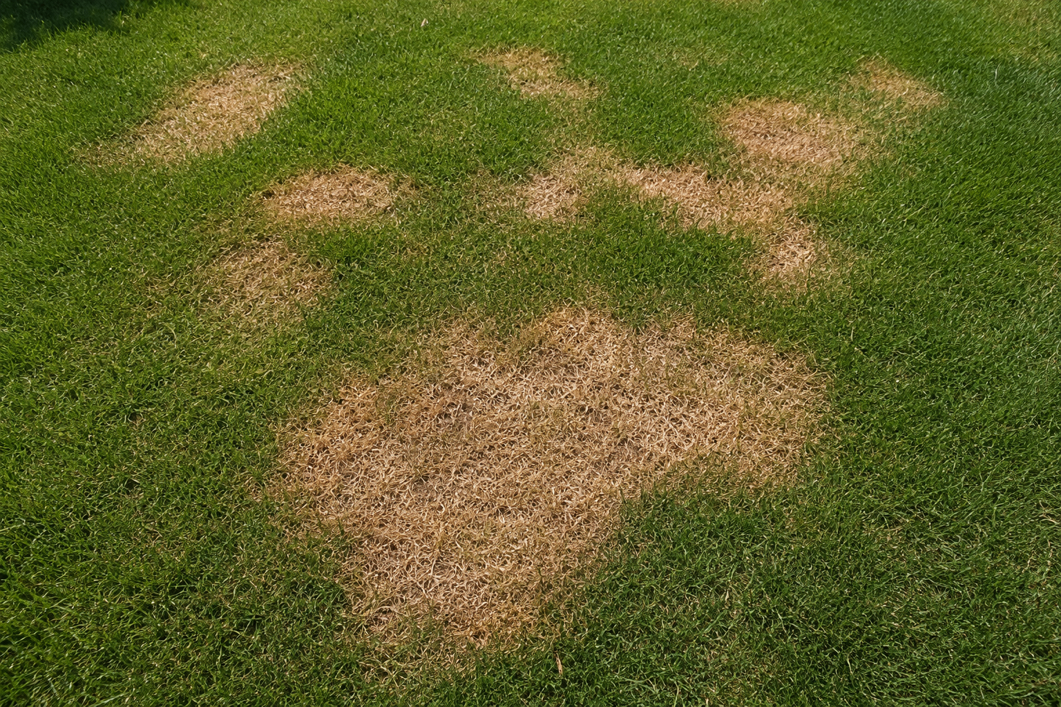 Circular brown patch fungus rings in a cool-season lawn